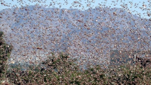 http://resources0.news.com.au/images/2010/04/20/1225856/160144-locusts.jpg
