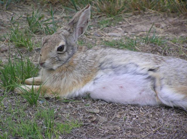 Sendero Rabbit Rabbit Trails | Walking on Water