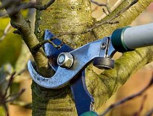 pruning
