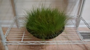 My "cat grass" ready for winter :)