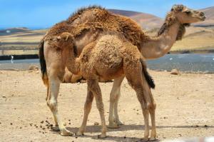 camels