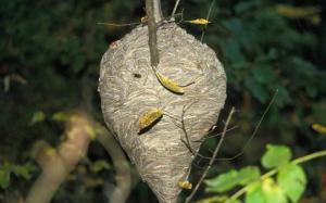 bald-faced_hornet_nest_08-02-13